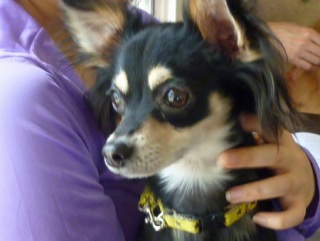 �h�b�O���K���b�X�����q�`�h�m�c�n�f�r�b�`�e�d