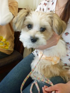 �h�b�O���K���b�X�����q�`�h�m�c�n�f�r�b�`�e�d