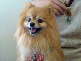 �h�b�O���K���b�X�����q�`�h�m�c�n�f�r�b�`�e�d