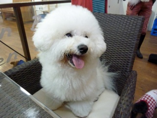 �h�b�O���K���b�X�����x���V�A��