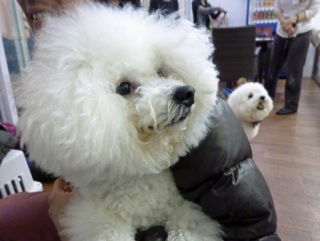 �h�b�O���K���b�X�����x���V�A��