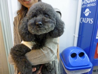 �h�b�O���K���b�X�����x���V�A��