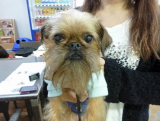 �h�b�O���K���b�X�����x���V�A��