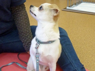 �h�b�O���K�N���X��Skywan!Dogschool