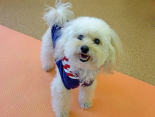 �h�b�O���K�N���X��Skywan!Dogschool