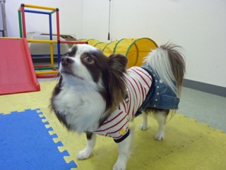 �h�b�O���K���b�X�����O��