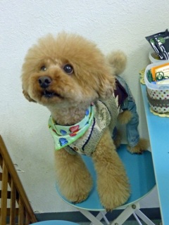 �h�b�O���K���b�X�����O��