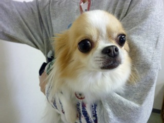 �h�b�O���K���b�X�����O��