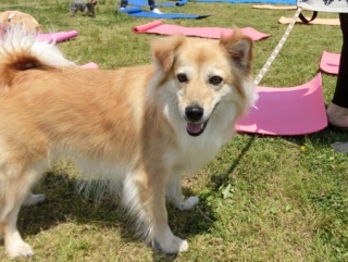 �h�b�O���K�����̂Ƃ��₳��P���N�C�x���g