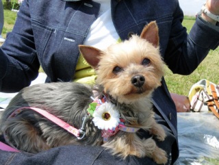 �h�b�O���K�����̂Ƃ��₳��P���N�C�x���g