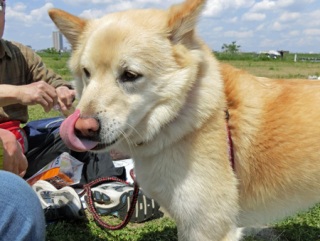 �h�b�O���K�����̂Ƃ��₳��P���N�C�x���g