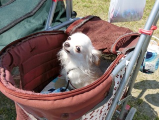 �h�b�O���K�����̂Ƃ��₳��P���N�C�x���g