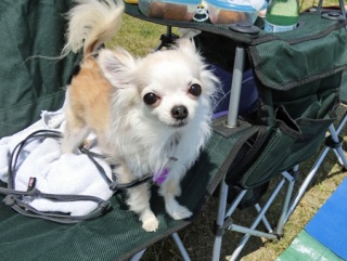 �h�b�O���K�����̂Ƃ��₳��P���N�C�x���g