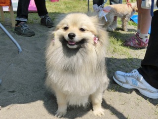 �h�b�O���K�����̂Ƃ��₳��P���N�C�x���g