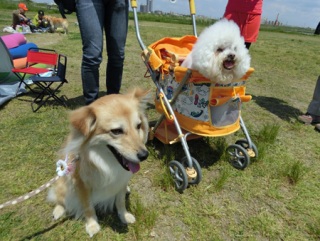 �h�b�O���K�����̂Ƃ��₳��P���N�C�x���g