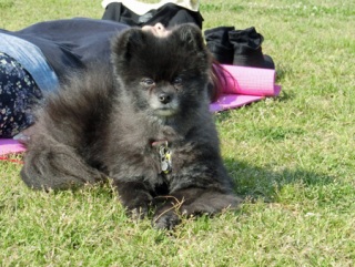 �h�b�O���K�����̂Ƃ��₳��P���N�C�x���g