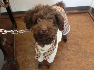 2014.1.12�wRAINDOGS�@CAFE�x