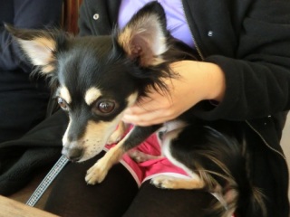 2014.1.12�wRAINDOGS�@CAFE�x