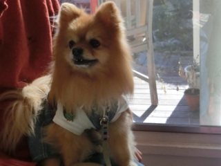 2014.1.12�wRAINDOGS�@CAFE�x