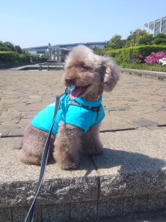 �y�b�g������