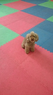 �h�b�O���K@�O��