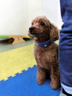 ���M�����[���b�X�����O���@2015.1.25