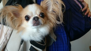 �䂢������