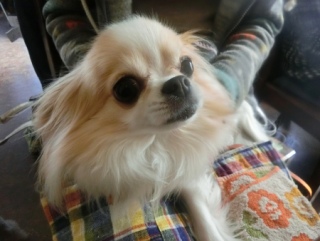 2016016  RAINDOGS CAFE