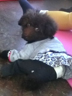 2016016  RAINDOGS CAFE