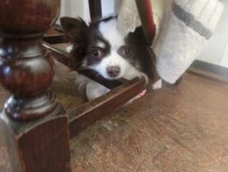 2016016  RAINDOGS CAFE