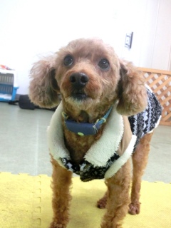 20160124�y�b�g�X�e�[�V�����v�`�m