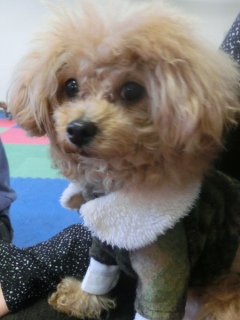 20160124�y�b�g�X�e�[�V�����v�`�m