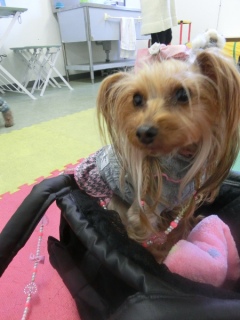 20160124�y�b�g�X�e�[�V�����v�`�m