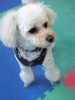 20160124�y�b�g�X�e�[�V�����v�`�m