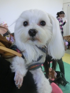 20160124�y�b�g�X�e�[�V�����v�`�m