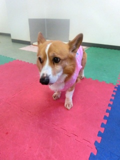 20160124�y�b�g�X�e�[�V�����v�`�m