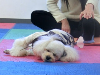 20160124�y�b�g�X�e�[�V�����v�`�m