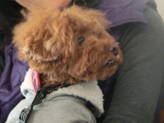 20160131  RAINDOGS CAFE