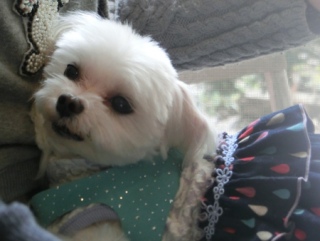 20160131  RAINDOGS CAFE