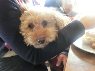 20160131  RAINDOGS CAFE