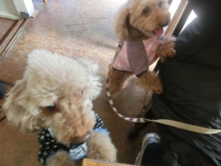 20160131  RAINDOGS CAFE