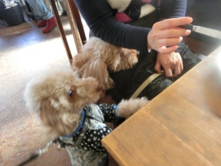 20160131  RAINDOGS CAFE