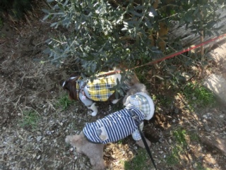 20160214  RAINDOGS CAFE