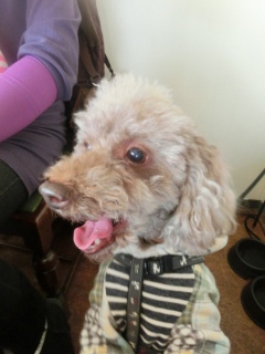 20160214  RAINDOGS CAFE