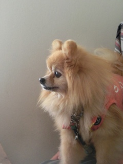 20160221  RAINDOGS CAFE