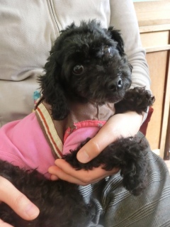 20160221  RAINDOGS CAFE