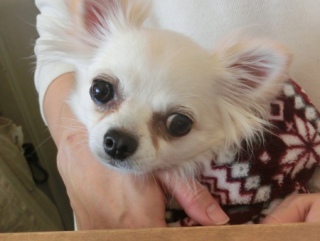 20160221  RAINDOGS CAFE