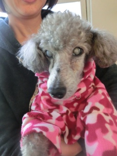 20160221  RAINDOGS CAFE