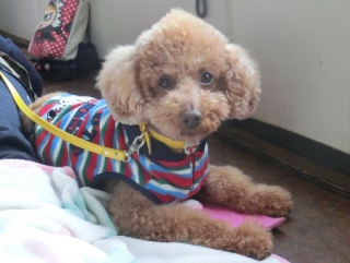 20160221  RAINDOGS CAFE