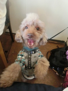 20160221  RAINDOGS CAFE